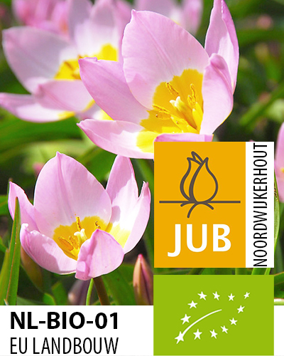 TULIPÁN BIO bakeri Lilac Wonder 5/+, 100 ks